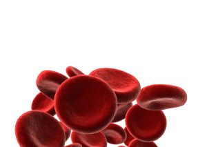 platelets platelets