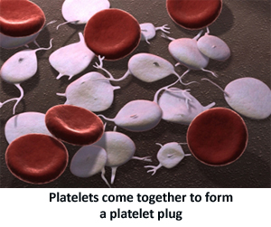 Platlets form a platelet plug