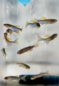 zebrafish