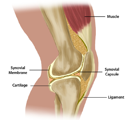 Fig 1-6 knee Fig 1-6 knee