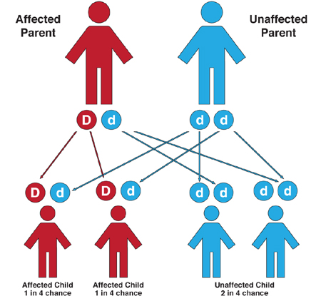 Figure 3-3 inheritance of vwd