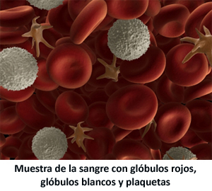 componentes de la sangre