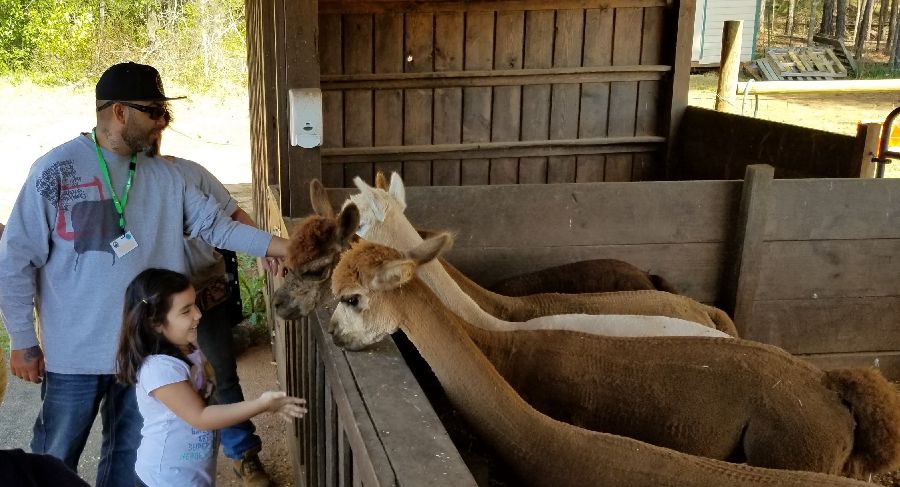 father and daughter petting alpaca