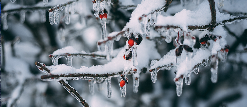 IcyBranches-HP-970X423